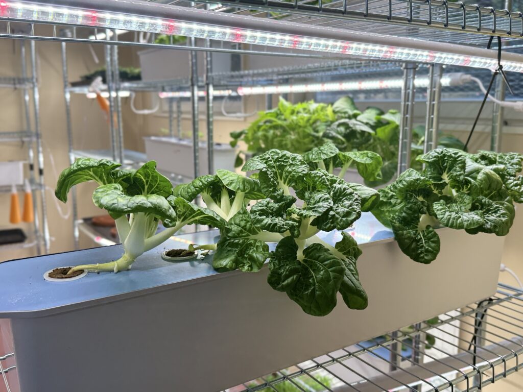 Från källare till kök